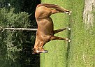Quarter Horse - Horse for Sale in McAlpin, FL 32062 Quarter Horse - Horse for Sale in McAlpin, FL 32062