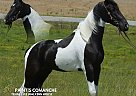 Spotted Saddle - Horse for Sale in Hustonville, KY 40437 Spotted Saddle - Horse for Sale in Hustonville, KY 40437