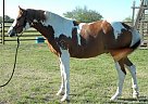 - Gelding in Anna, TX - Gelding in Anna, TX