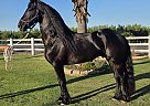 Friesian - Horse for Sale in , CA 93637