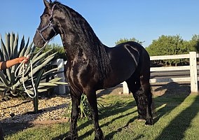 Friesian (Friesian, Stallion) in CA