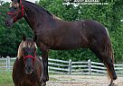 Rocky Mountain - Horse for Sale in Eddyville, KY 42038 Rocky Mountain - Horse for Sale in Eddyville, KY 42038