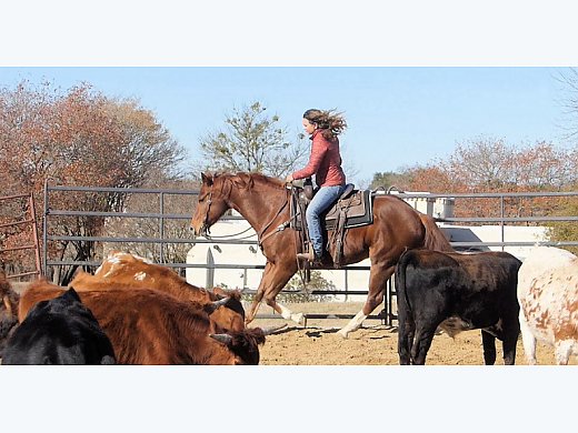 Sorrel AQH Gelding 15.2HH