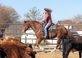 Quarter Horse (Quarter Horse, Gelding) in Birmingham, AL