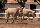 Dibujada-Amorosa - Stallion in Barcelona, Dibujada-Amorosa - Stallion in Barcelona,
