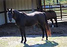 Arabian - Horse for Sale in Williamston, SC 29697 Arabian - Horse for Sale in Williamston, SC 29697
