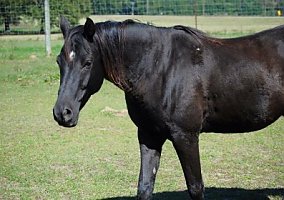 Arabian (Arabian, Gelding) in Williamston, SC