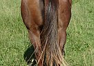 Quarter Horse - Horse for Sale in Centrailia, MO 65240