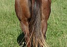 Quarter Horse - Horse for Sale in Centrailia, MO 65240 Quarter Horse - Horse for Sale in Centrailia, MO 65240
