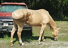 Quarter Horses Quarter Horse Mare