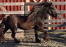 Fell Pony Midtown Jeremiah