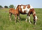 Registered King Poco Bueno Paint... not Named yet