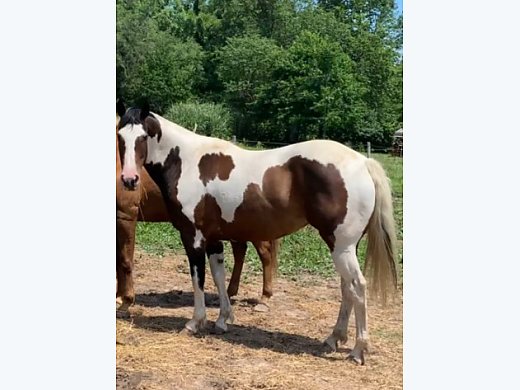 2014 APHA Mare