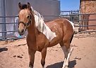 Paint - Horse for Sale in Rosamond, CA 99708