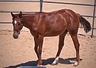 Quarter Horse - Horse for Sale in Rosamond, CA 95360