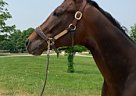 Thoroughbred - Horse for Sale in King City, ON L7B 1A3 Thoroughbred - Horse for Sale in King City, ON L7B 1A3