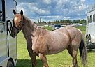 Quarter Horse - Horse for Sale in Saddle Lake, AB unknown