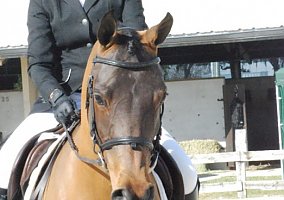 Arabian (Arabian, Gelding) in Aberdeen, NC