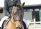 Arabian - Horse for Sale in Aberdeen, NC 28315