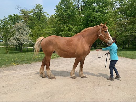 Belgium Mare