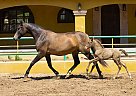 Andalusian - Horse for Sale in Canyon, CA 91387