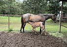 Quarter Horse - Horse for Sale in Rockdale, TX 76567