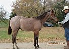 Dandy Drifter - Gelding in Milnor, ND Dandy Drifter - Gelding in Milnor, ND