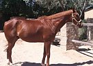 - Gelding in Corrales, NM - Gelding in Corrales, NM