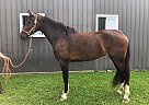 Dutch Warmblood - Horse for Sale in EdenValley, ON l0l2k0 Dutch Warmblood - Horse for Sale in EdenValley, ON l0l2k0