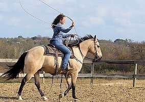 Quarter Horse (Quarter Horse, Gelding) in Anchorage, AK