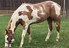 Jackson - Gelding in Fond du Lac, WI Jackson - Gelding in Fond du Lac, WI