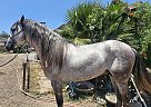Andalusian - Horse for Sale in Ramona, CA 92065 Andalusian - Horse for Sale in Ramona, CA 92065