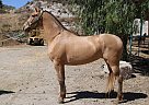 Andalusian - Horse for Sale in Canyon Country, CA 91387