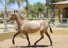 Andalusian - Horse for Sale in Canyon Country, CA 91387