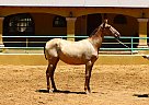 Andalusian - Horse for Sale in Canyon Country, CA 91387