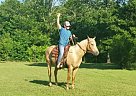 Boss - Gelding in Tecumseh, OK Boss - Gelding in Tecumseh, OK