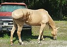 Quarter Horse - Horse for Sale in Plant City, FL 33566