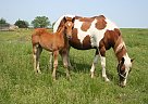 Paint - Horse for Sale in Green City, MO 63545