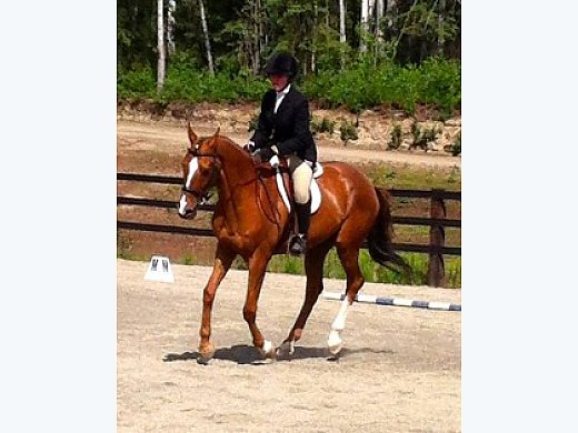 Sweet Thoroughbred Gelding for Sale