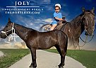 Tennessee Walking - Horse for Sale in Lamoni, IA 59854 Tennessee Walking - Horse for Sale in Lamoni, IA 59854