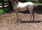 Appaloosa - Horse for Sale in Princeton, IL 61356 Appaloosa - Horse for Sale in Princeton, IL 61356