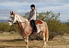 Tennesse Walker Push