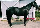 Gorgeous 10-Year-old American Wa... Halle