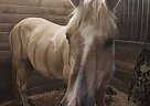 Palomino - Horse for Sale in Manteno, IL 60950