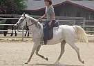 Sweet Pony Good for Gymkana, Jum... Half Arabian Mare