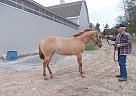 Quarter Horse - Horse for Sale in Port Washington, WI 53074