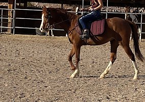 Arabian (Arabian, Mare) in Lake Havasu City, AZ