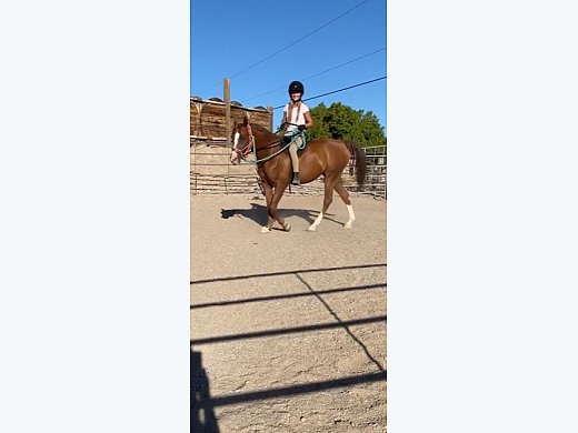 Arabian Mare