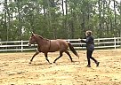 Quarter Horse - Horse for Sale in Cochrane, AB T4C 1C8 Quarter Horse - Horse for Sale in Cochrane, AB T4C 1C8