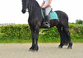 Bindert (Friesian, Gelding) in Williamsville, NY